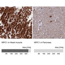 BRP44L Antibody, Novus Biologicals 25 &mu;L | Buy Online | Novus Biologicals | Fisher Scientific
