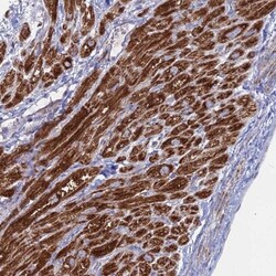 BRP44L Antibody, Novus Biologicals 25 &mu;L | Buy Online | Novus Biologicals | Fisher Scientific