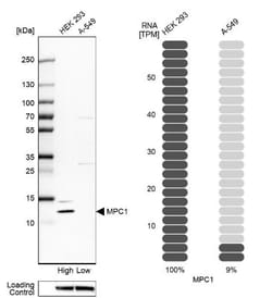 BRP44L Antibody, Novus Biologicals 25 &mu;L | Buy Online | Novus Biologicals | Fisher Scientific