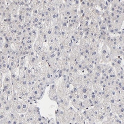 BRPF1 Antibody, Novus Biologicals 25 &mu;L | Buy Online | Novus Biologicals | Fisher Scientific