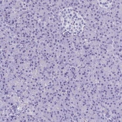 BRUNOL5 Antibody, Novus Biologicals 0.1mL; Unlabeled:Antibodies, Polyclonal