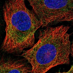 BRUNOL6 Antibody, Novus Biologicals 0.1mL; Unlabeled:Antibodies, Polyclonal