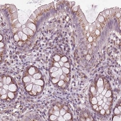 BSDC1 Antibody, Novus Biologicals 0.1mL; Unlabeled:Antibodies, Polyclonal