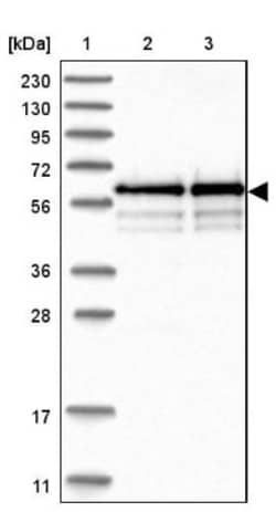 BSDC1 Antibody, Novus Biologicals 25 &mu;L | Buy Online | Novus Biologicals | Fisher Scientific