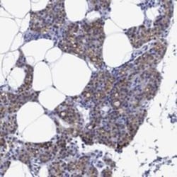 BSPRY Rabbit anti-Human, Polyclonal, Novus Biologicals 100 &mu;g; Unconjugated:Antibodies,