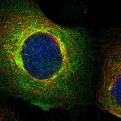 BST2 Antibody, Novus Biologicals:Antibodies:Primary Antibodies