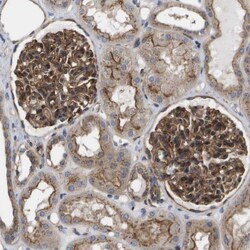 BST2 Antibody, Novus Biologicals:Antibodies:Primary Antibodies