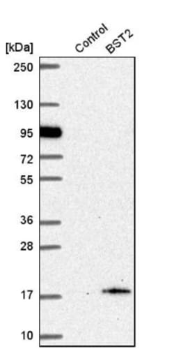 BST2 Antibody, Novus Biologicals:Antibodies:Primary Antibodies