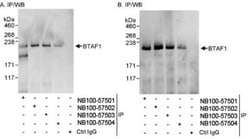 BTAF1 Antibody, Novus Biologicals 0.1mg; Unlabeled:Antibodies, Polyclonal