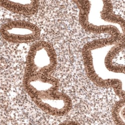 BTBD7 Antibody, Novus Biologicals:Antibodies:Primary Antibodies