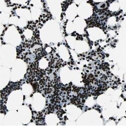 BTF Antibody, Novus Biologicals 0.1mL; Unlabeled:Antibodies, Polyclonal