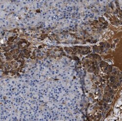 BTG3 Antibody, Novus Biologicals 25 &mu;L; Unlabeled:Antibodies, Polyclonal