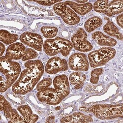 BTN2A2/Butyrophilin 2 Antibody, Novus Biologicals:Antibodies:Primary Antibodies