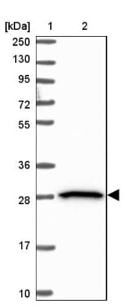 BTN2A2/Butyrophilin 2 Antibody, Novus Biologicals:Antibodies:Primary Antibodies