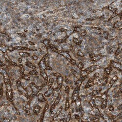 BTN3A3 Antibody, Novus Biologicals:Antibodies:Primary Antibodies