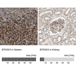 BTN3A3 Antibody, Novus Biologicals:Antibodies:Primary Antibodies