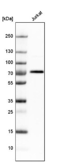 BTN3A3 Antibody, Novus Biologicals:Antibodies:Primary Antibodies