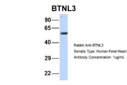 BTNL3 Antibody, Novus Biologicals 0.05mg; Unlabeled:Antibodies, Polyclonal