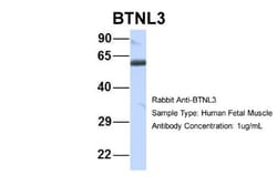BTNL3 Antibody, Novus Biologicals 0.05mg; Unlabeled:Antibodies, Polyclonal