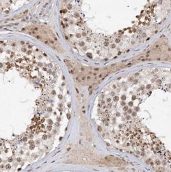 BUD13 Antibody, Novus Biologicals:Antibodies:Primary Antibodies