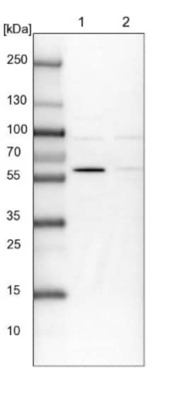 BUD13 Antibody, Novus Biologicals:Antibodies:Primary Antibodies