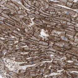 BVES Antibody, Novus Biologicals 0.1mL; Unlabeled:Antibodies, Polyclonal