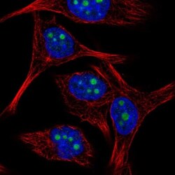 BXDC5 Antibody, Novus Biologicals 25 &mu;L; Unlabeled:Antibodies, Polyclonal