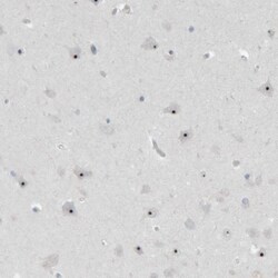 BXDC5 Antibody, Novus Biologicals 25 &mu;L; Unlabeled:Antibodies, Polyclonal