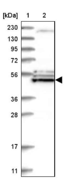 BYSL Antibody, Novus Biologicals:Antibodies:Primary Antibodies