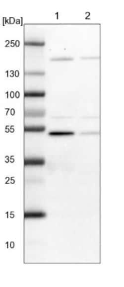 BYSL Antibody, Novus Biologicals:Antibodies:Primary Antibodies