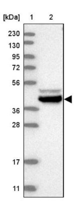 BZW2 Antibody, Novus Biologicals:Antibodies:Primary Antibodies