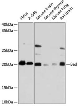 Bad Rabbit anti-Human, Mouse, Rat, Clone: 1I10A2, Novus Biologicals 100