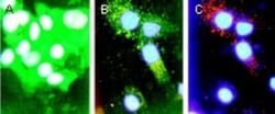 Bad Antibody, Novus Biologicals:Antibodies:Primary Antibodies