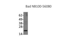 Bad Antibody, Novus Biologicals:Antibodies:Primary Antibodies