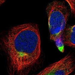 Bag-1 Antibody, Novus Biologicals 0.1mL; Unlabeled:Antibodies, Polyclonal