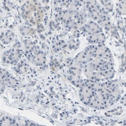 Bag-1 Antibody, Novus Biologicals 0.1mL; Unlabeled:Antibodies, Polyclonal