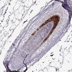 Basalin Antibody, Novus Biologicals 25 &mu;L; Unlabeled:Antibodies, Polyclonal