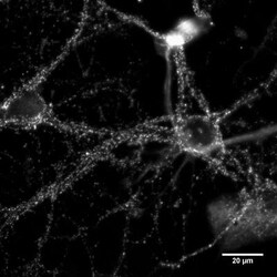 Bassoon Antibody (SAP7F407), Novus Biologicals:Antibodies:Primary Antibodies