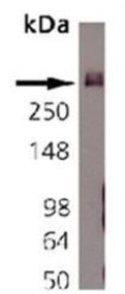 Bassoon Antibody (SAP7F407), Novus Biologicals:Antibodies:Primary Antibodies