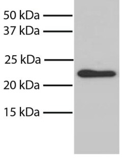 Bax Antibody (6A7), Novus Biologicals 0.1mg; Unlabeled:Antibodies, Monoclonal