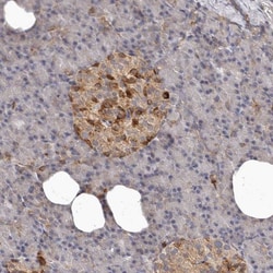 Bax Antibody, Novus Biologicals 25 &mu;L; Unlabeled:Antibodies, Polyclonal