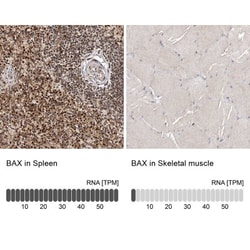 Bax Antibody, Novus Biologicals 25 &mu;L; Unlabeled:Antibodies, Polyclonal