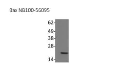 Bax Antibody, Novus Biologicals 0.05mL; Unlabeled:Antibodies, Polyclonal