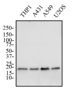 Bax Antibody, Novus Biologicals 0.05mL; Unlabeled:Antibodies, Polyclonal