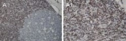 Bcl-2 Antibody, Novus Biologicals:Antibodies:Primary Antibodies