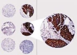 Bcl-2 Antibody, Novus Biologicals:Antibodies:Primary Antibodies