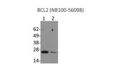 Bcl-2 Antibody, Novus Biologicals:Antibodies:Primary Antibodies