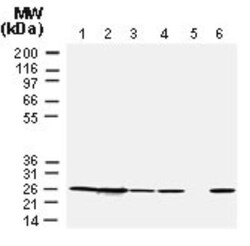 Bcl-2 Antibody, Novus Biologicals:Antibodies:Primary Antibodies