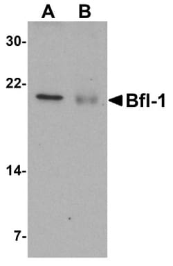 Bcl-2 related protein A1 Antibody - BSA Free, Novus Biologicals 0.1mg;