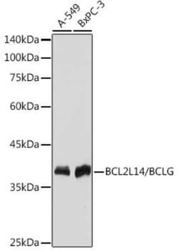 Bcl G Rabbit anti-Human, Mouse, Rat, Clone: 6R9F3, Novus Biologicals:Antibodies:Primary